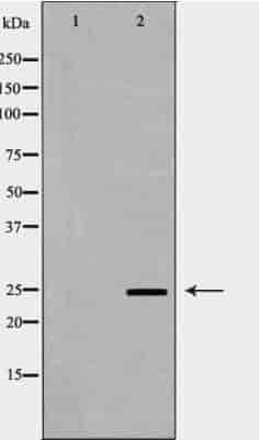 SNAP25 Antibody